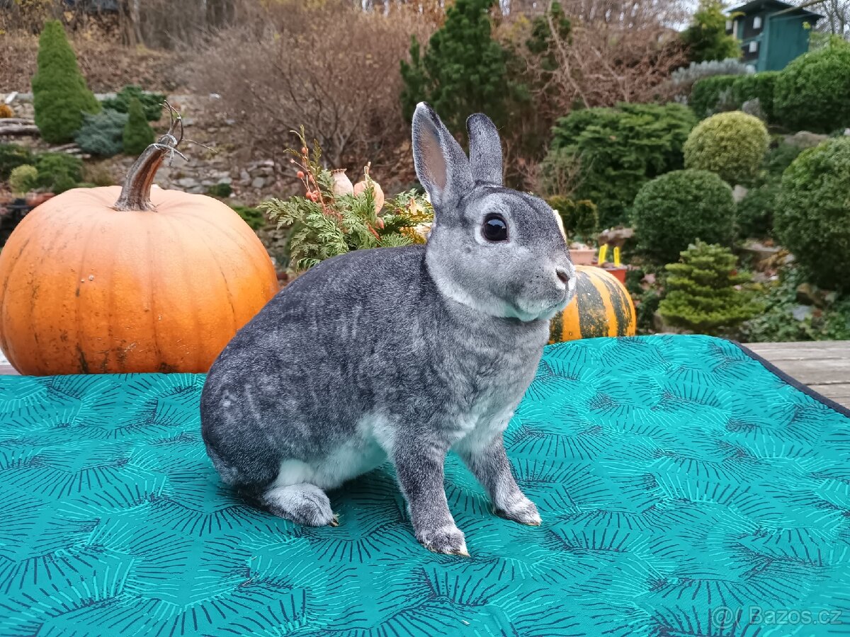 Zakrslý rex činčilový samičky s ním - 19