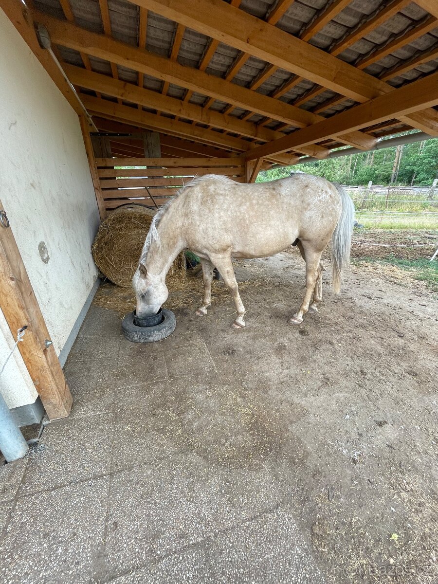 Prodám krásného isabela valacha, 12 let - 19