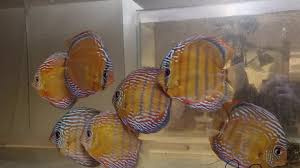 Prodej terčovců, L-sumců, skalár, rejnoků a jiných ryb - 19