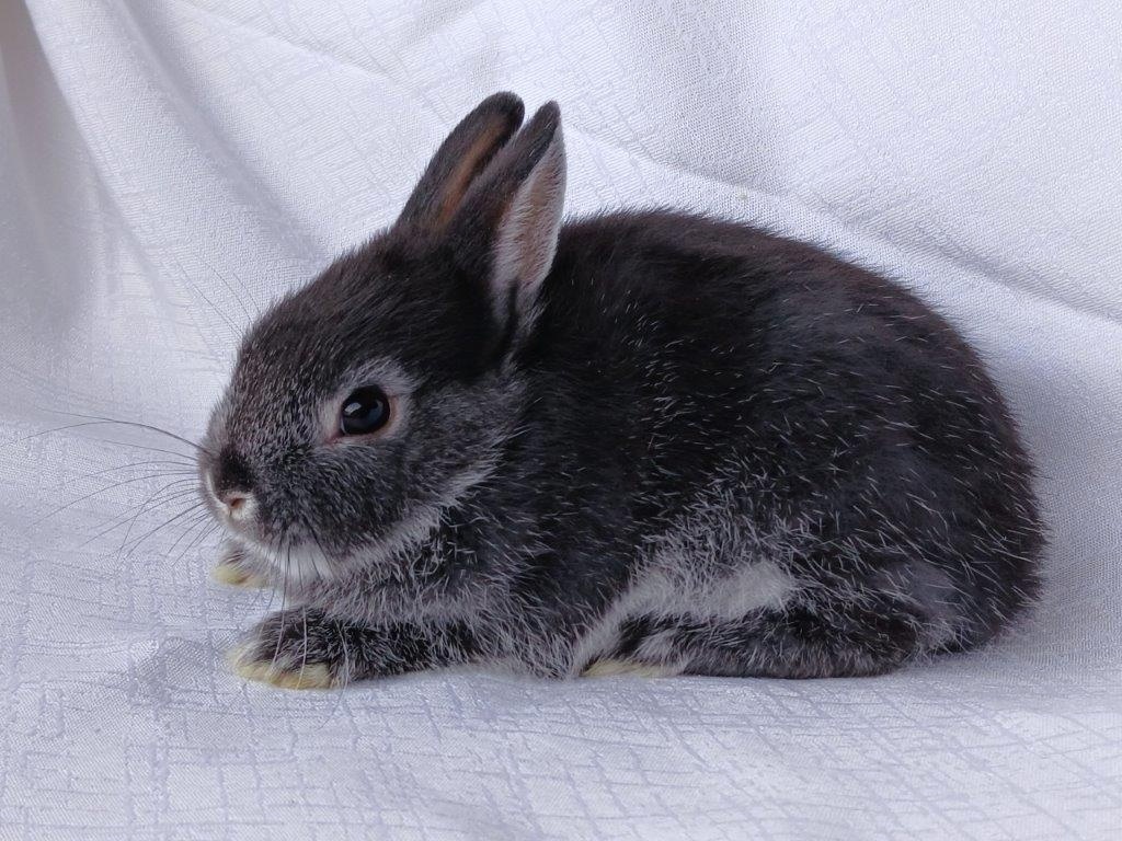 Zakrslí beránci a bílopesíkatí králíčci s rodokmenem - 19