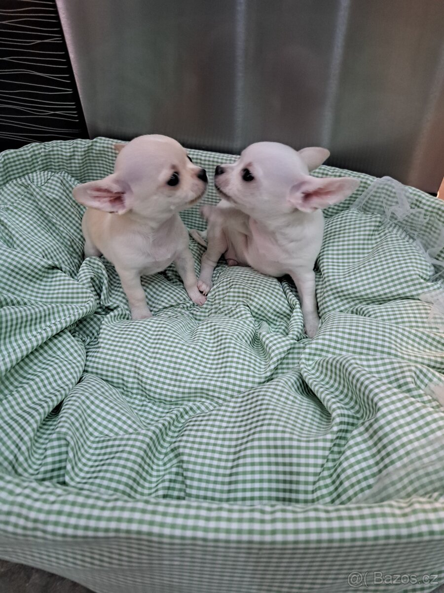 Čivava Mini pejsci - 19