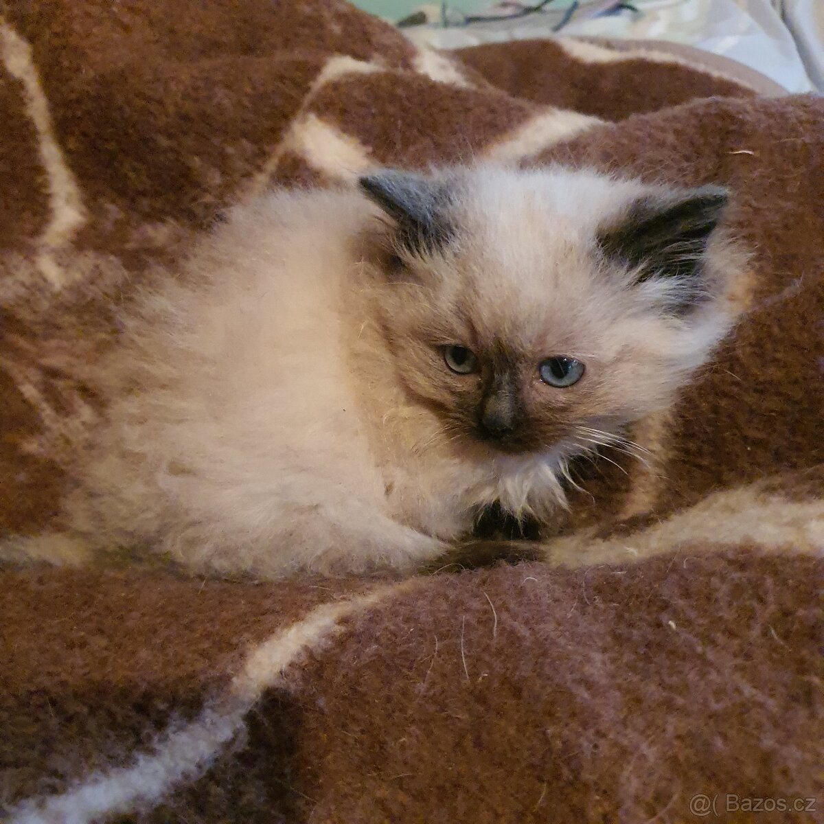 Kocurik ragdoll - 19