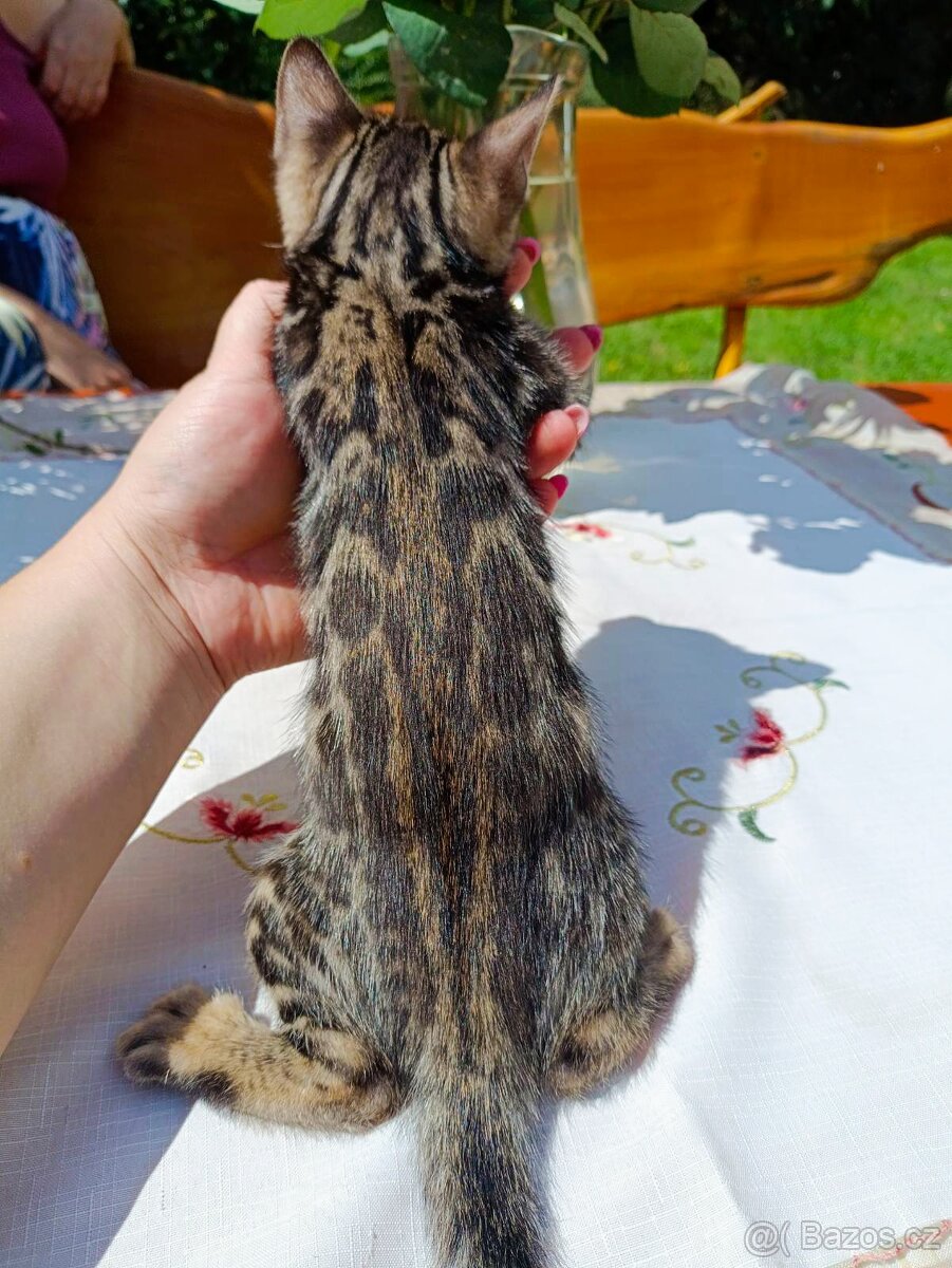 Předběžná Rezervace luxusní Bengálská koťáta s PP - 19