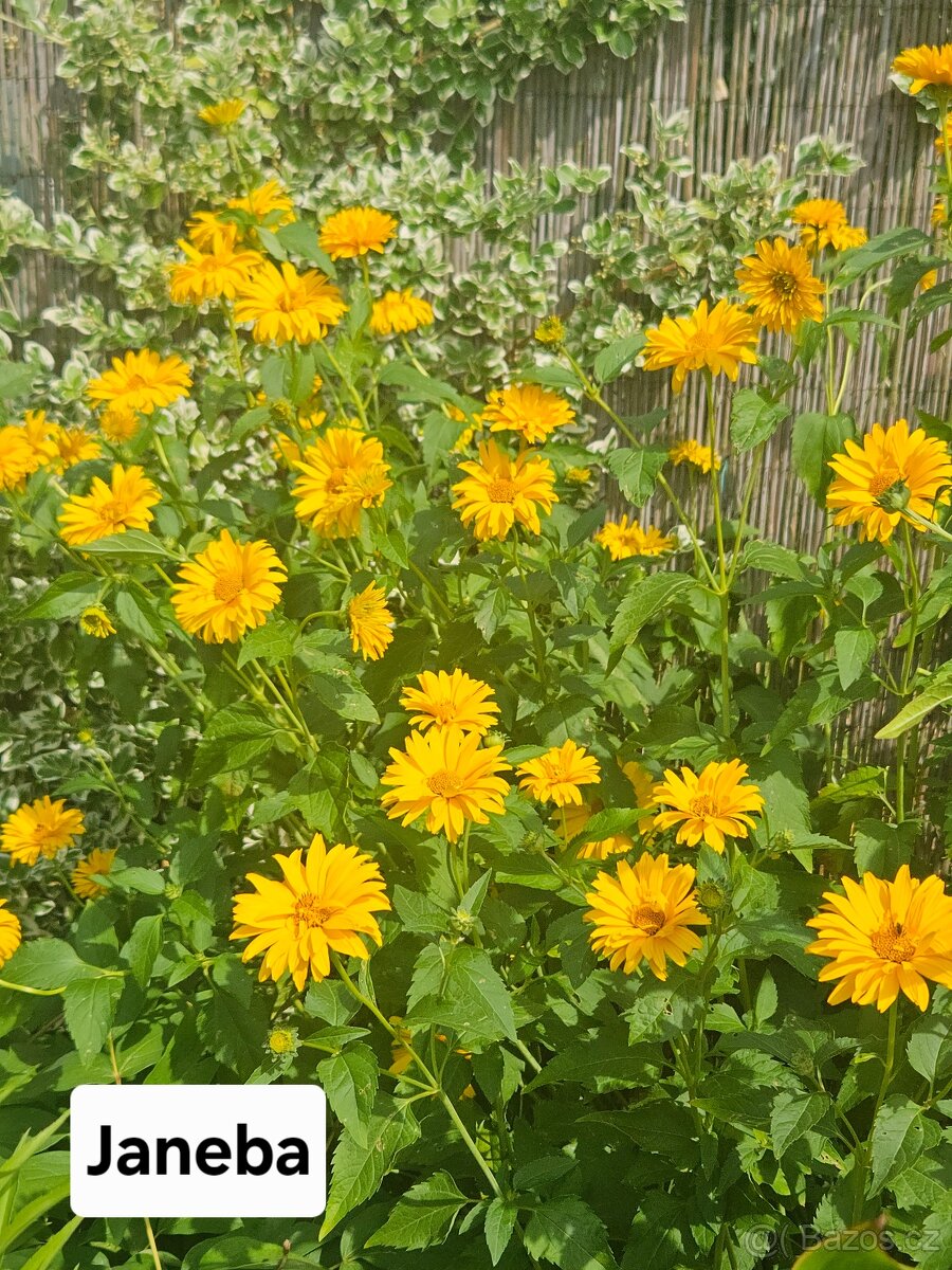 Přebytky ze zahrady - 19