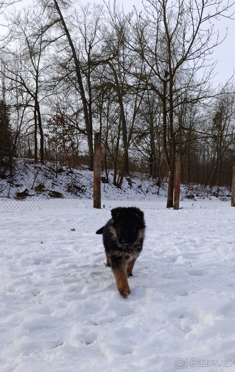 Německý ovčák s PP - 19