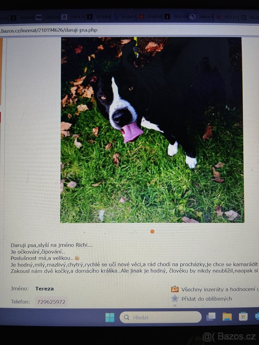 Pozor Pitbulové, kteří jsou útoční - 19