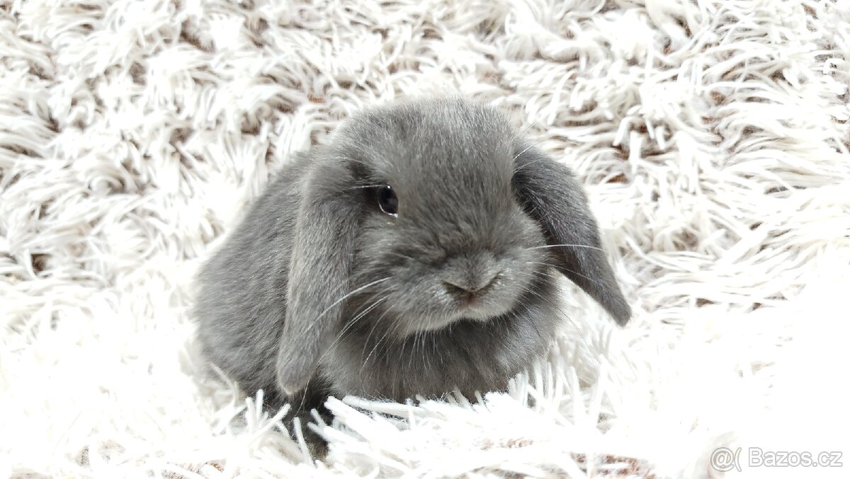 Zakrslý beránek, králíček, králík - KVIDO - 19