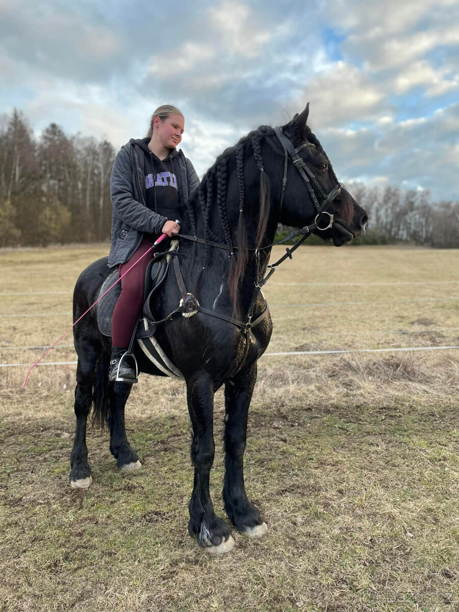 Připouštění černým hřebcem Welsh Cob D - rok 2026 - 19