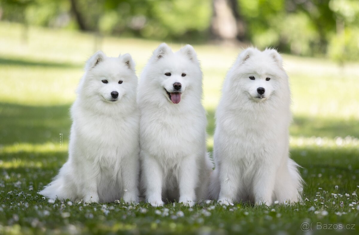 Samojed s PP - psík - 19