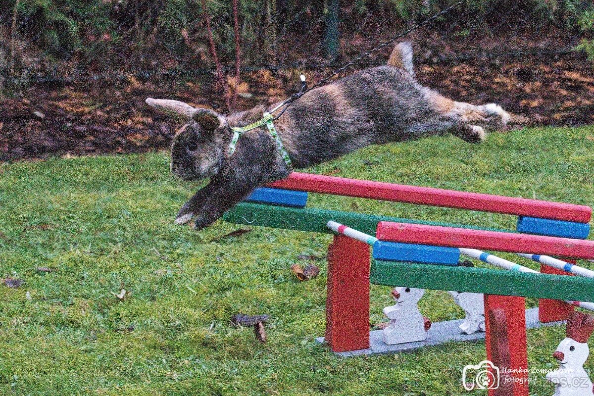 Předvedení králičího hopu - 19