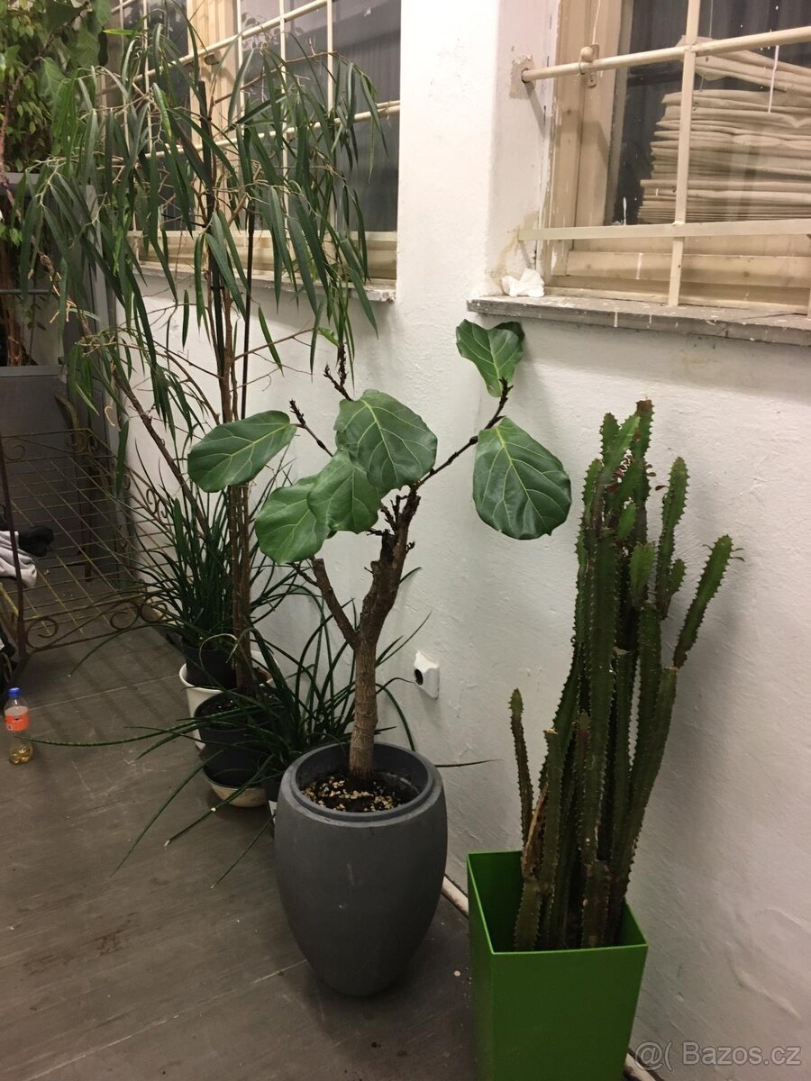 POKOJOVE KVETINY - 19