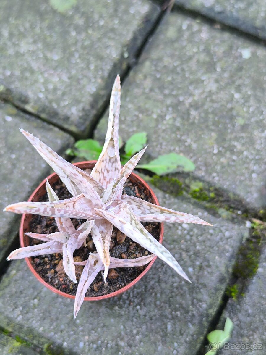 Sukulenty,kaktusy - 19