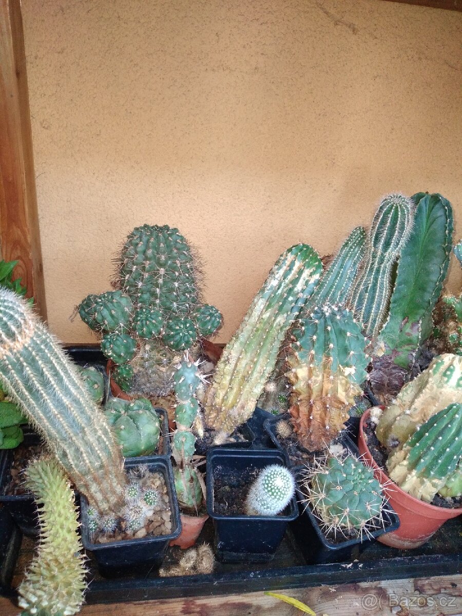 Sbírka kaktusů - 19