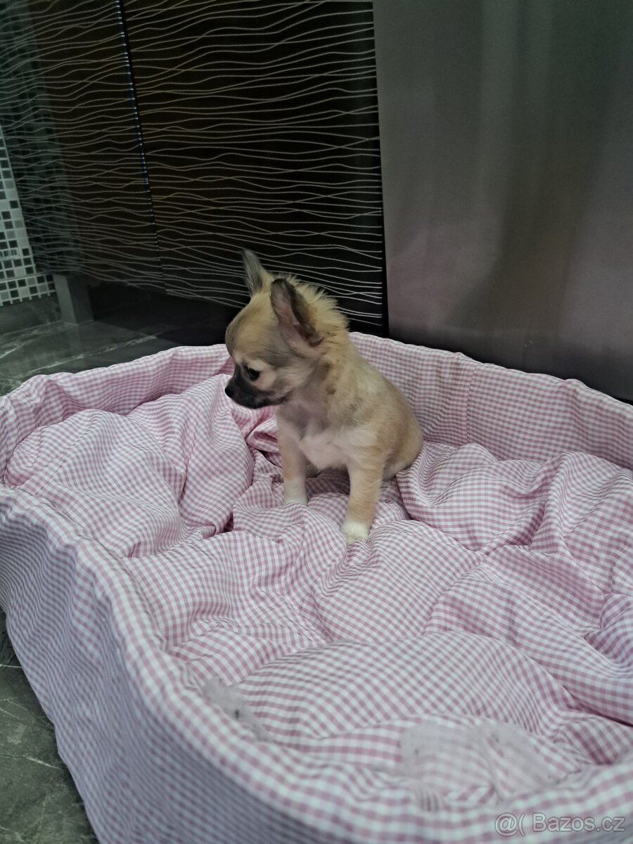 Čivava štěňátka fenečky - 19
