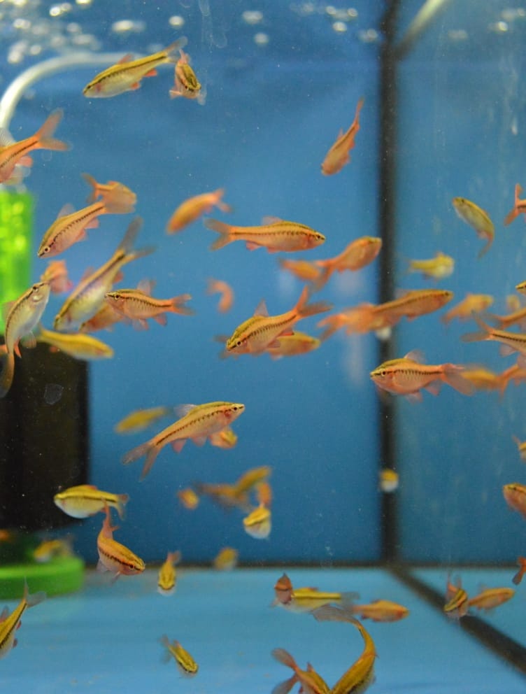 Akvarijní rybičky různé druhy - 19