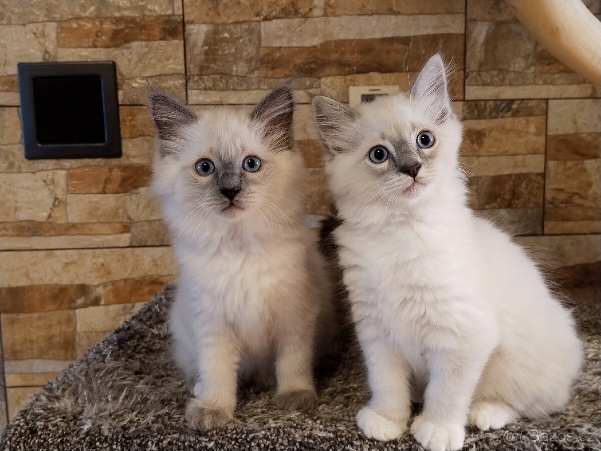 Kocourek Ragdoll ke krytí - 19