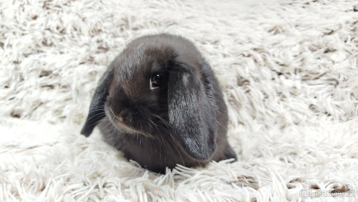 Zakrslý beránek, králíček, králík - BIBI - 19