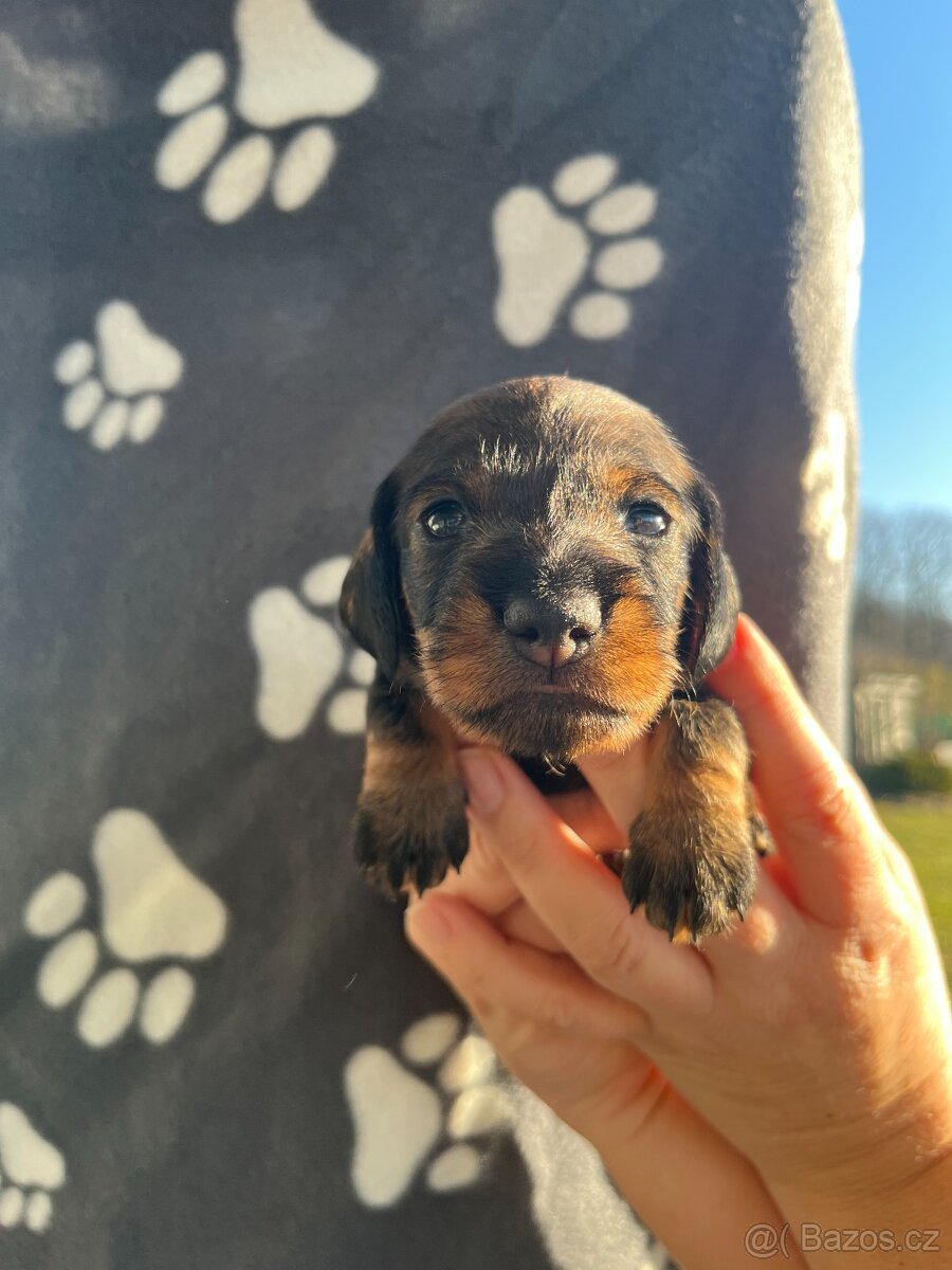 Jezevčík drsnosrstý - 19