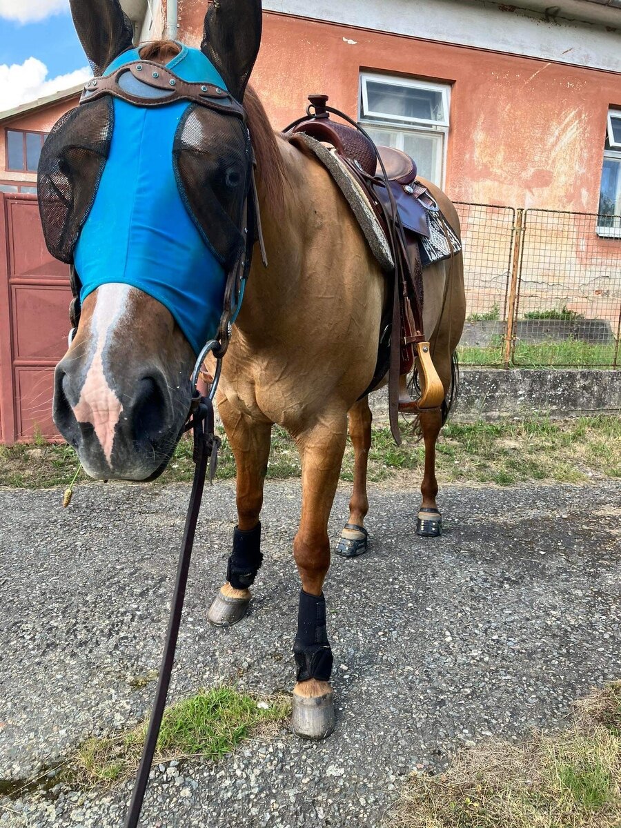 PASOVÁNÍ botiček Scoot Boots : - 19