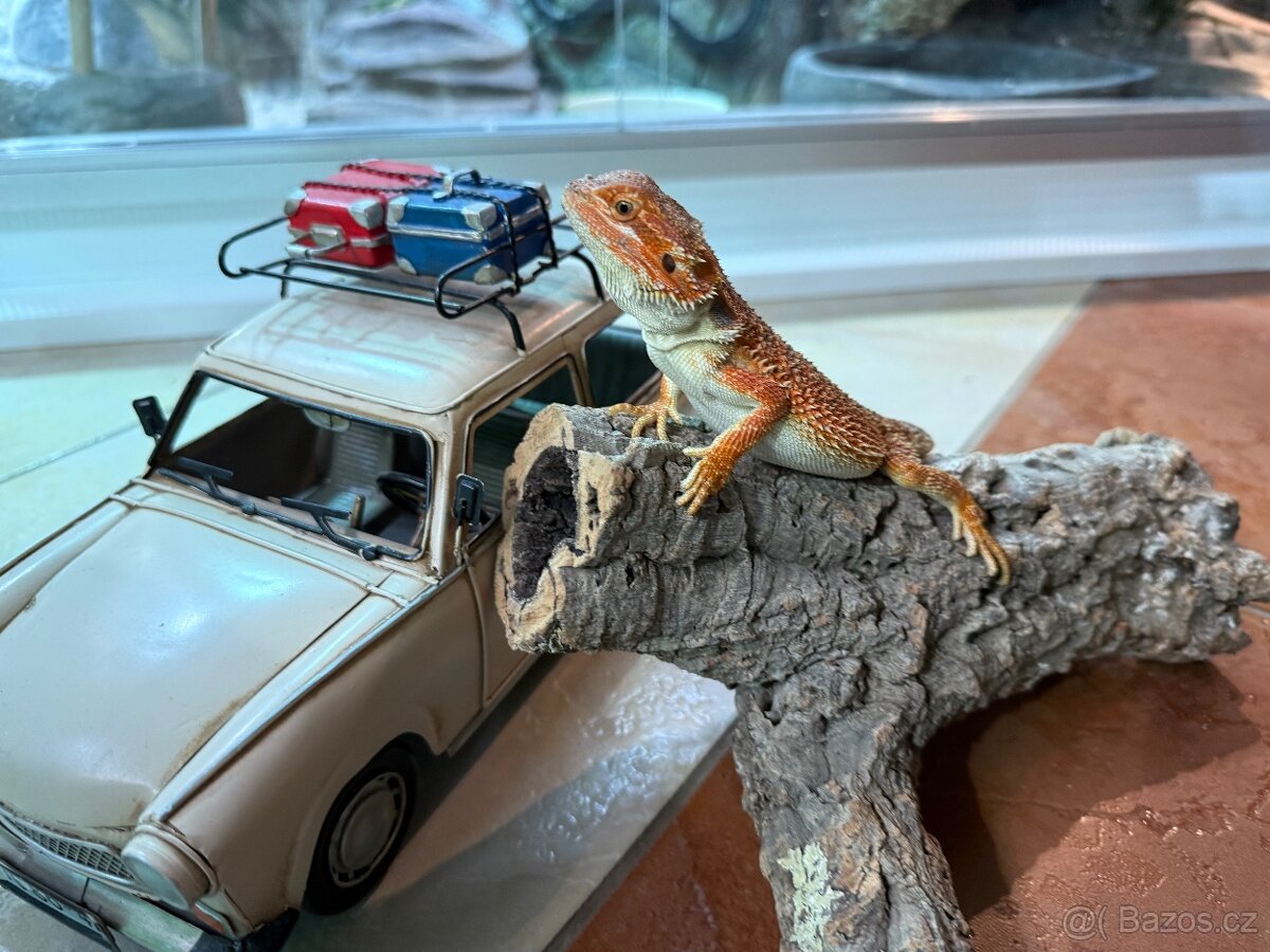 MLÁĎATA AGAMY VOUSATÉ K PRODEJI - 19