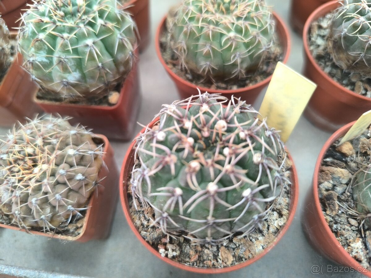 Kaktusy a sukulenty - 19