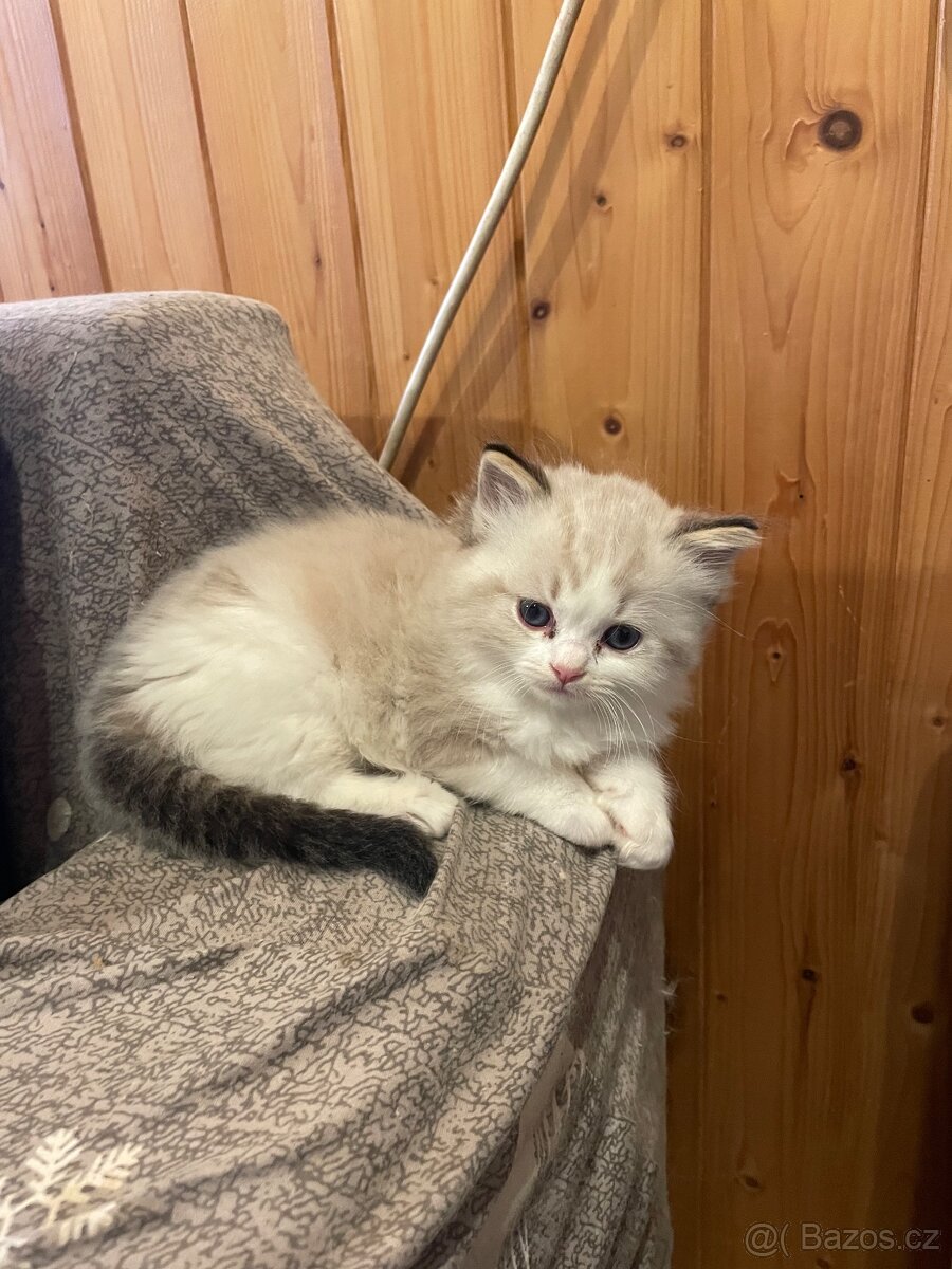 Ragdoll koťata s PP - 19