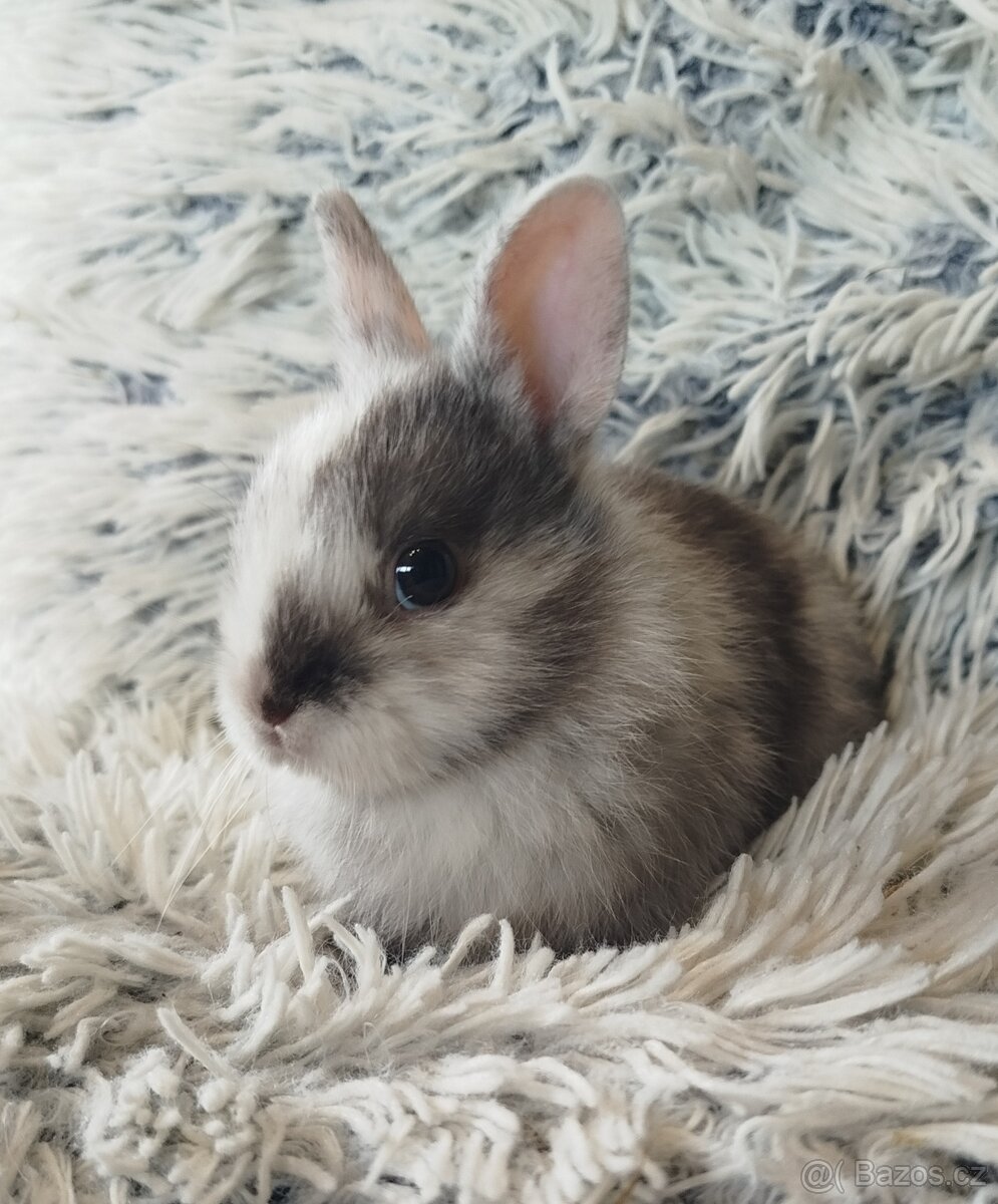 Zakrslý králík - 19
