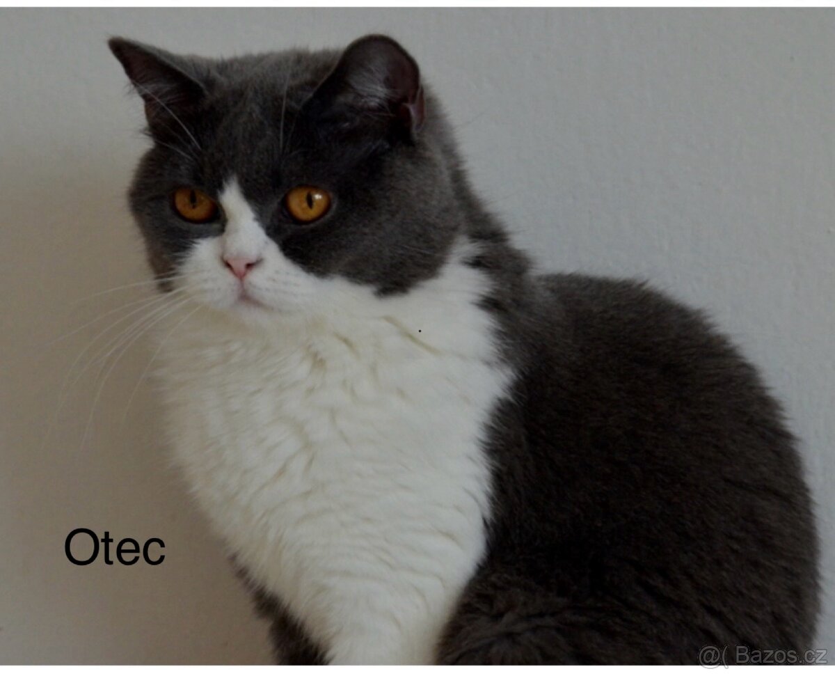 Bengálská/britská koťata - 19