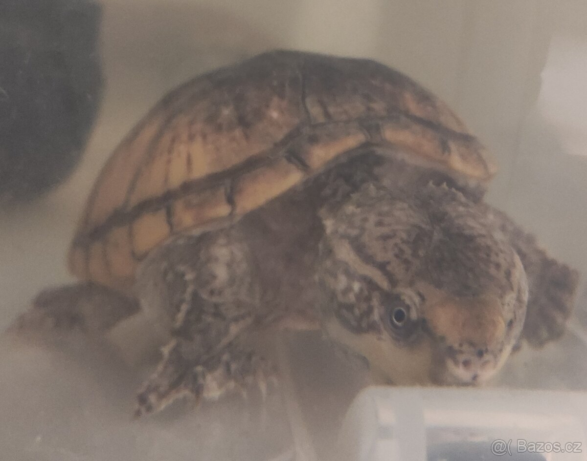 Akvárium - terárium + želva. - 19