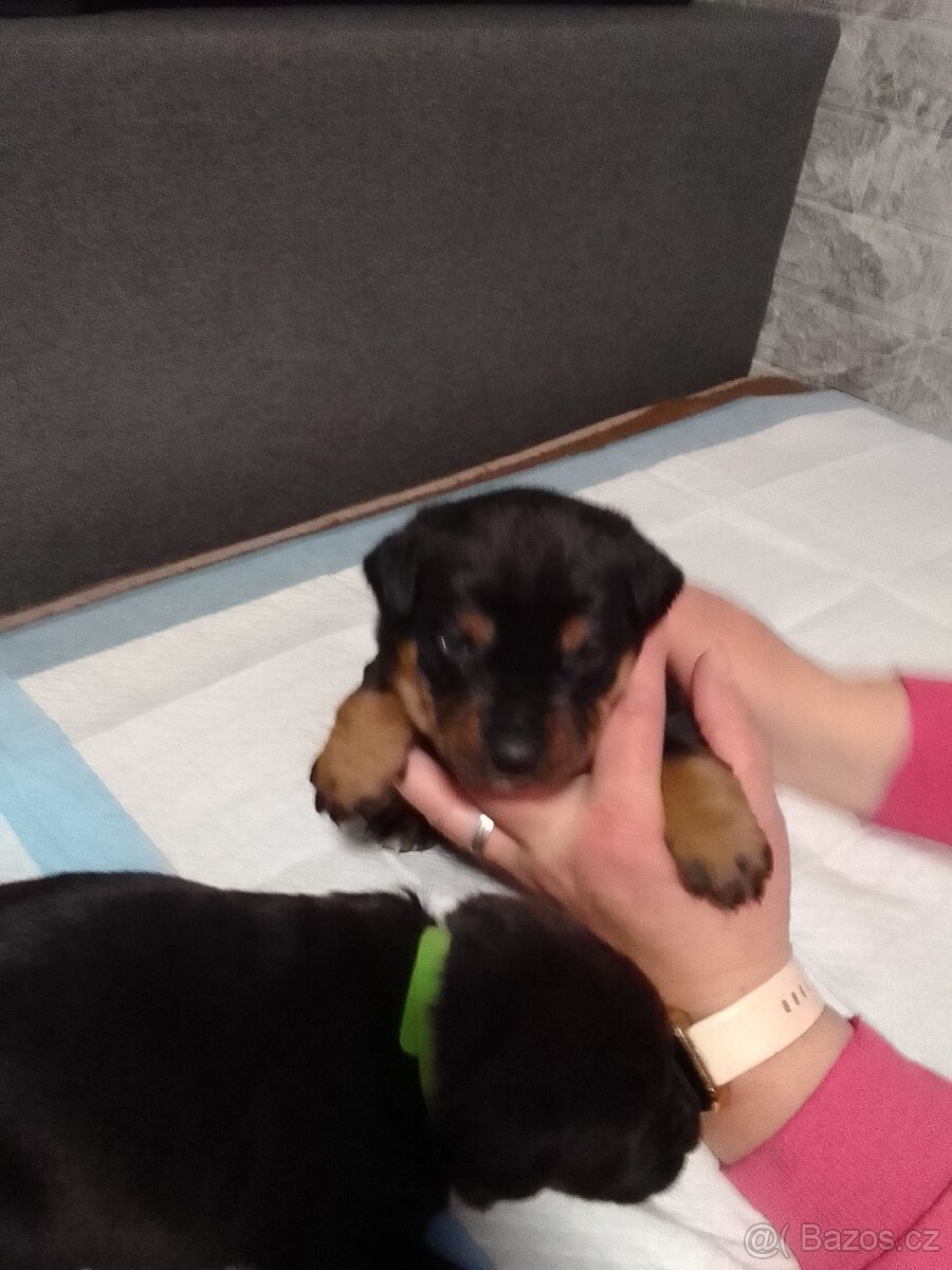 Štěňata - 19