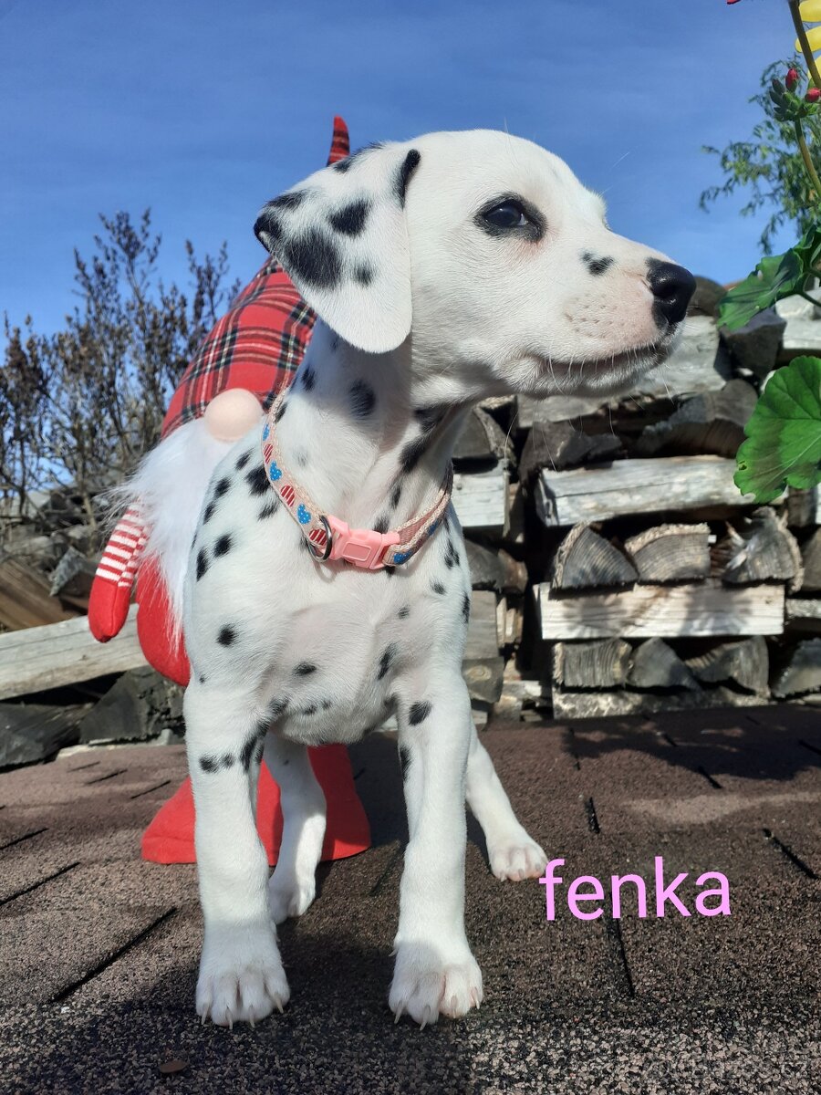 Dalmatin již k odběru - 19