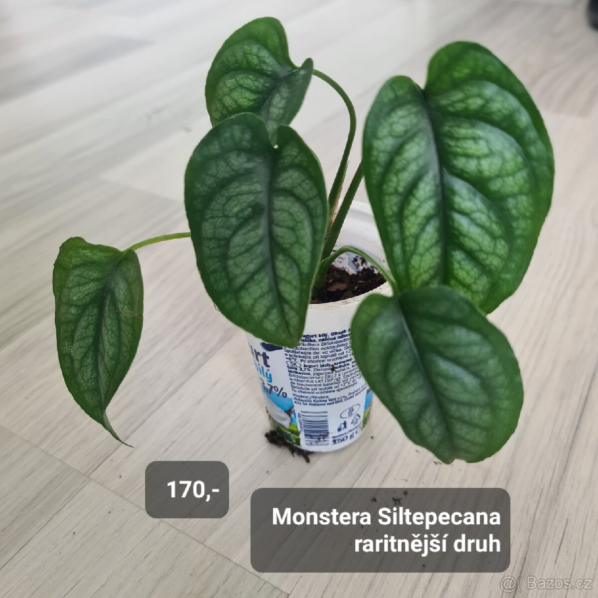 Pokojovky / pokojove rostliny - 19