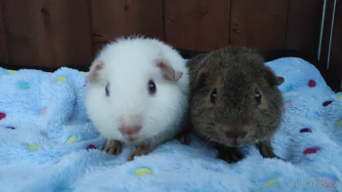 Morčata, morče, morčátka kluci i holky - 19