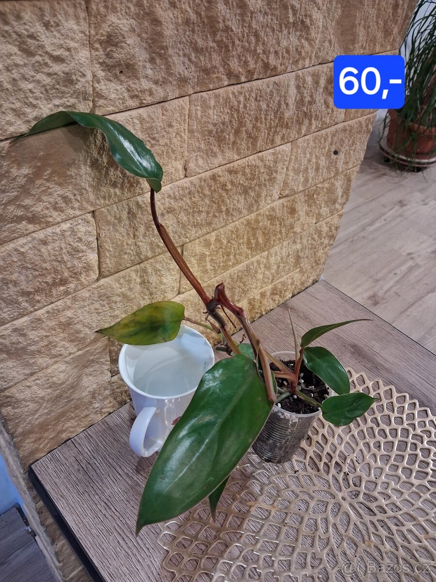 Pokojové rostliny 1 - 19