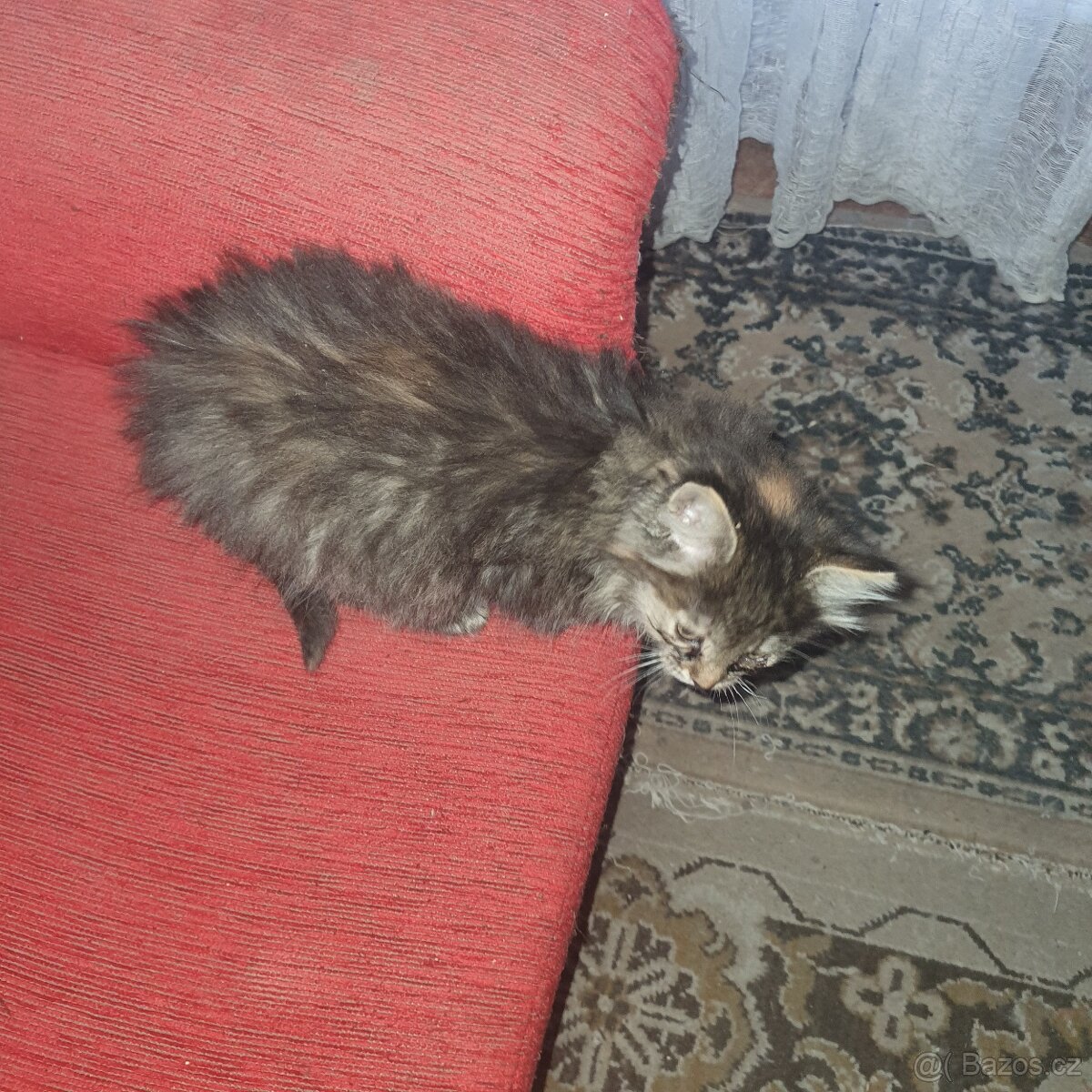 Ponukam maciatko - 19