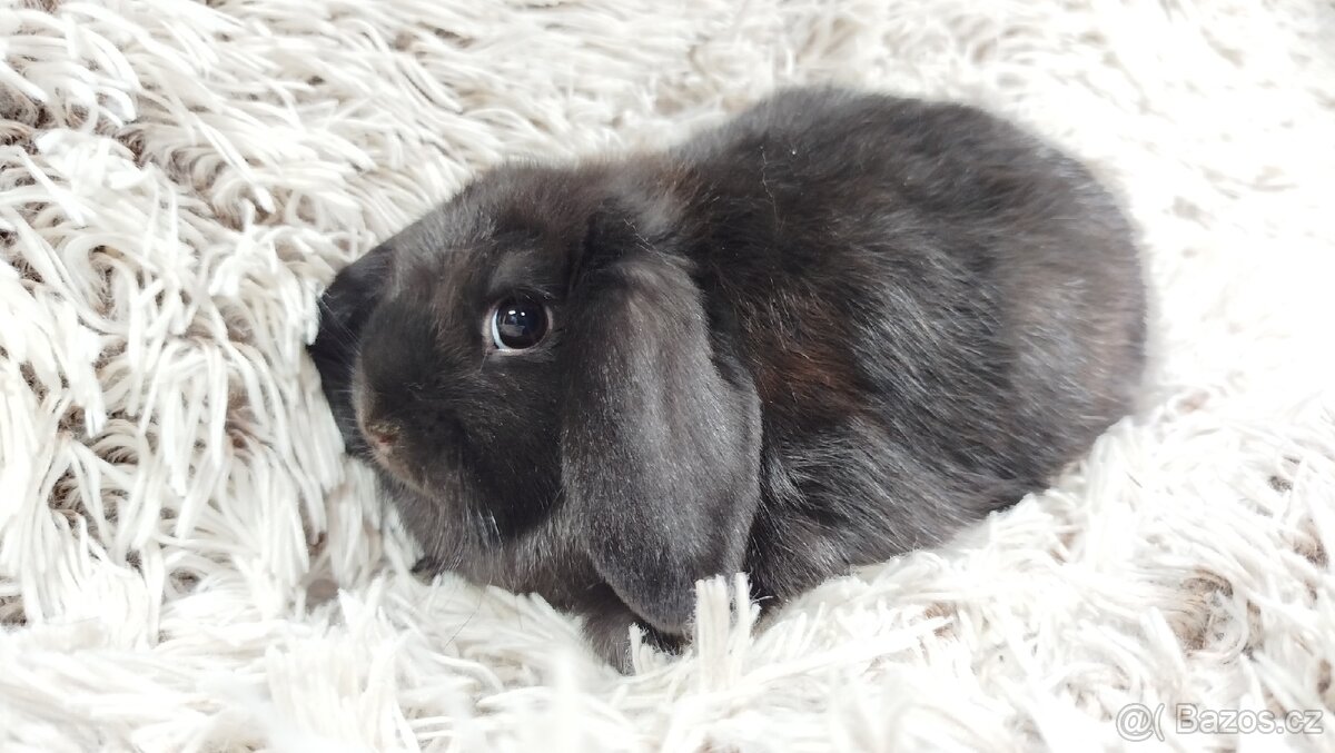 Zakrslý beránek, králíček, králík-BRUNO - 19