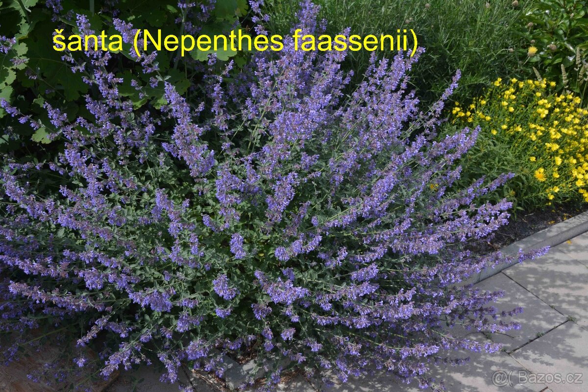 Trvalky, okrasné rostliny - 19