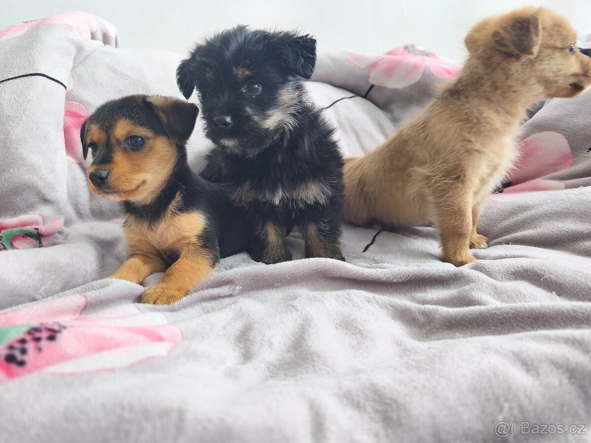 Jorkšírský teriér x pinč - 19