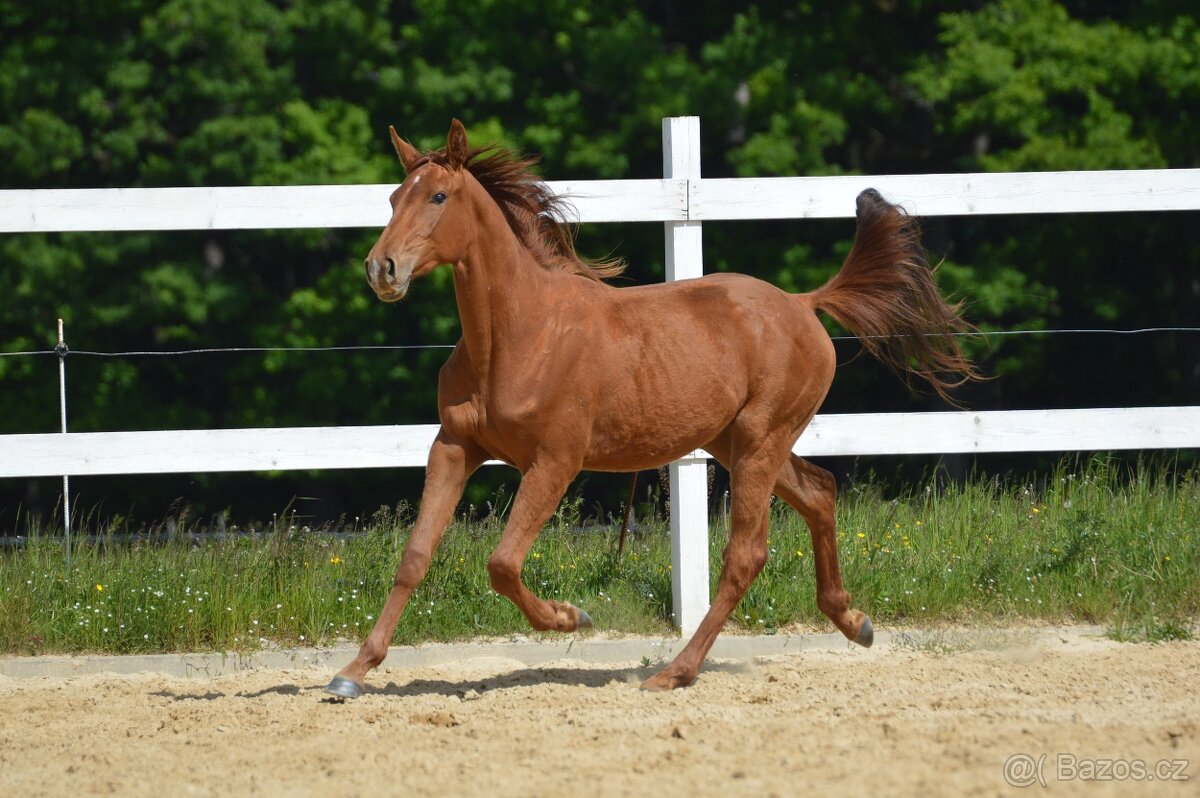 Sportovní klisna KWPN s TOP původem - 19