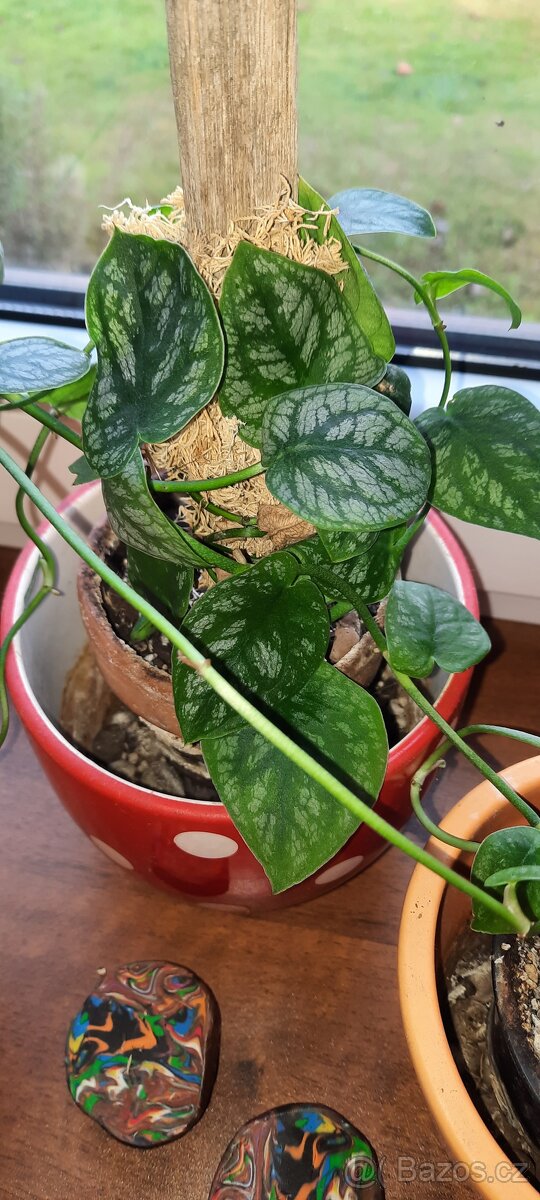 Sada rozkořeněných řízků - monstery, philodendrony, synga - 19