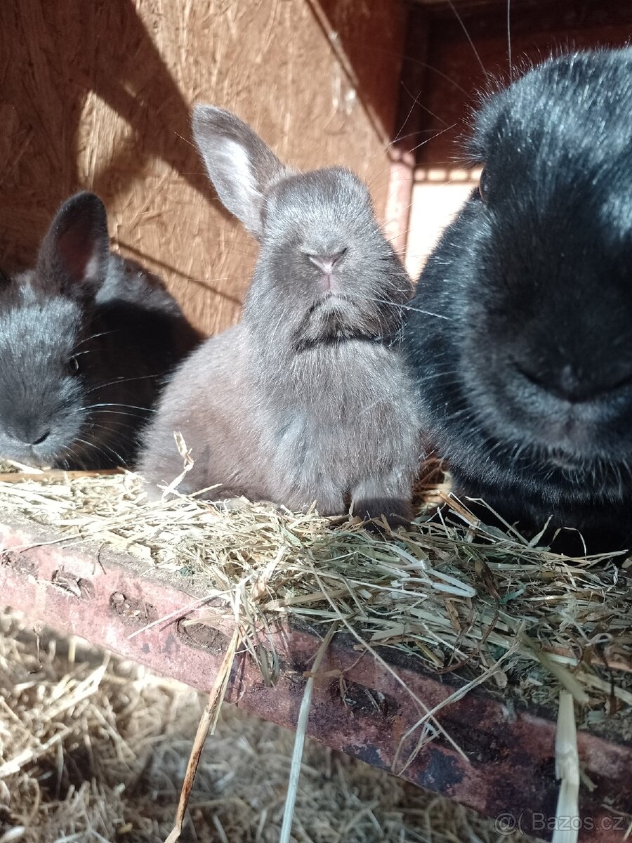 Mazlivý králíčci na prodej - 19