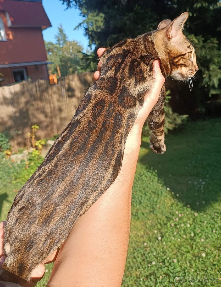 PŘEDBĚŽNÁ REZERVACE LUXUSNÍ Bengálská stříbrná koťáta s PP - 19