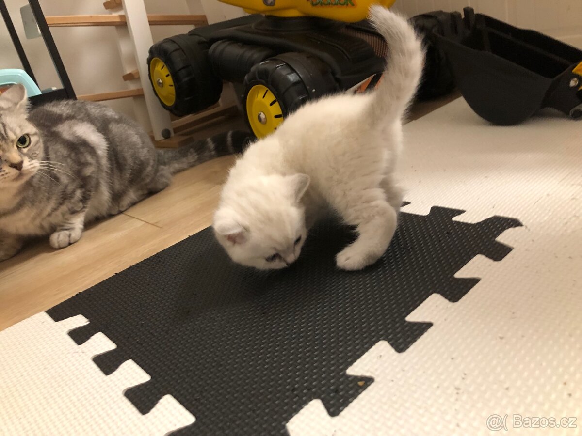 Čistokrevná britská krátkosrstá koťata po rodičích s PP - 19