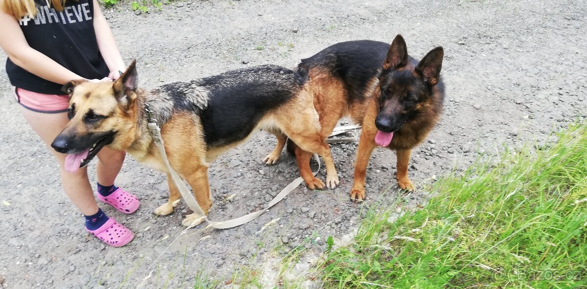 Nemecky ovčák typu Rex(štěňata) - 19