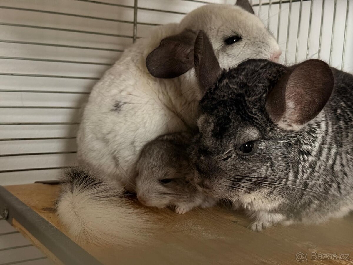 Činčila mládě samičky - 19