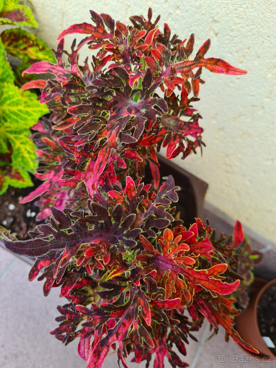 SEMENA Africká okrasná kopřiva Coleus - 19
