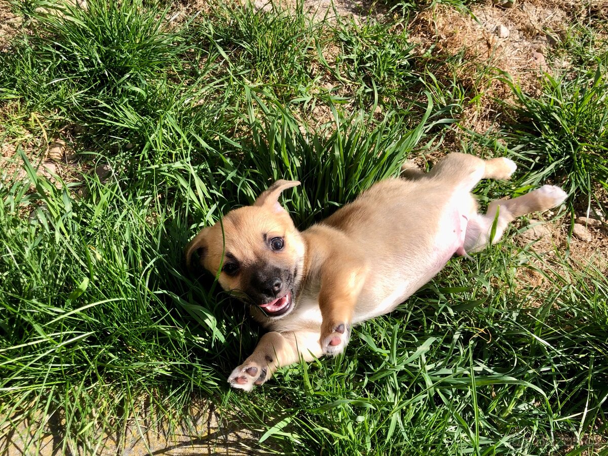 Štěně - kříženec - 19