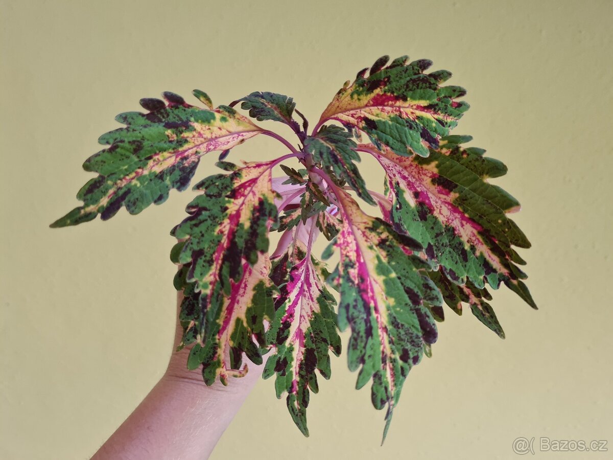 Africké okrasné kopřivy - SEMENA - Coleus - 19