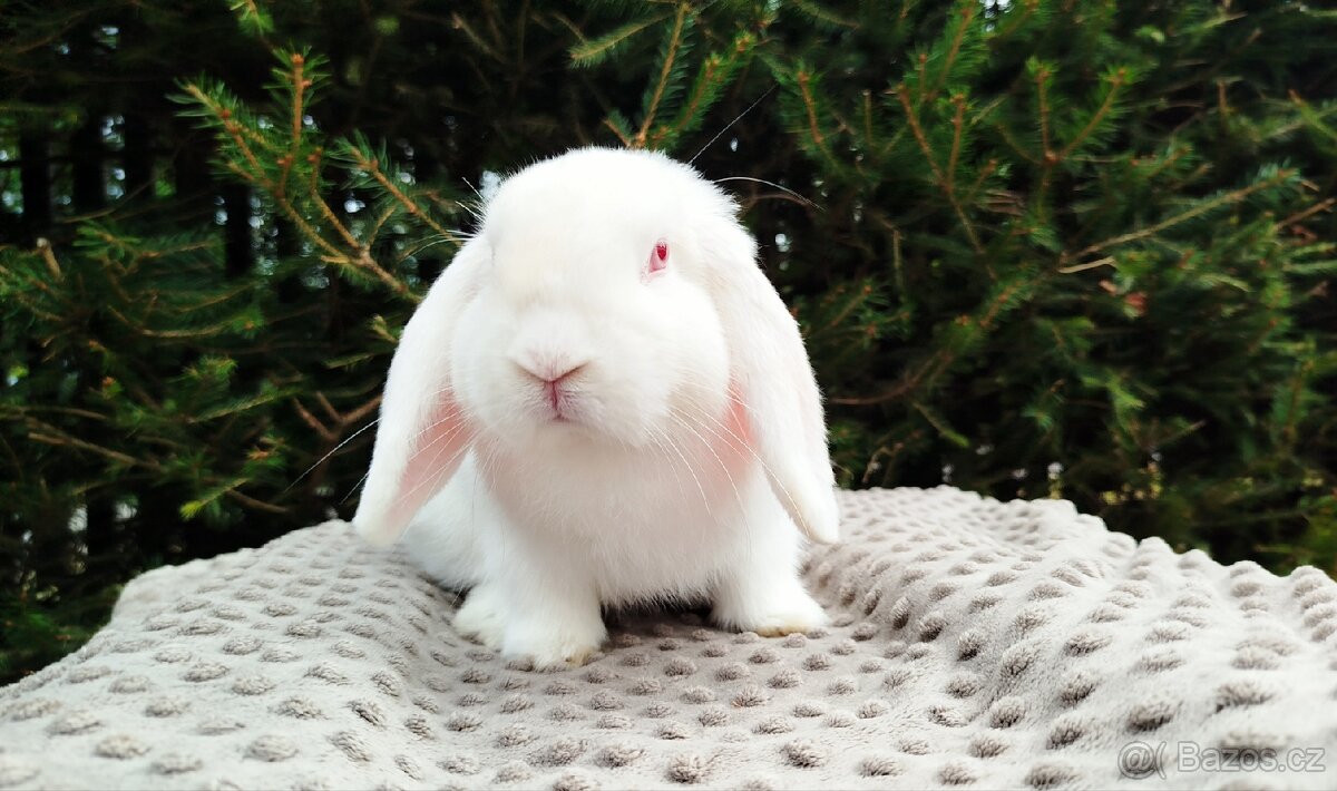 Zakrslý beránek, králík, králíček - WILLIAM - 19