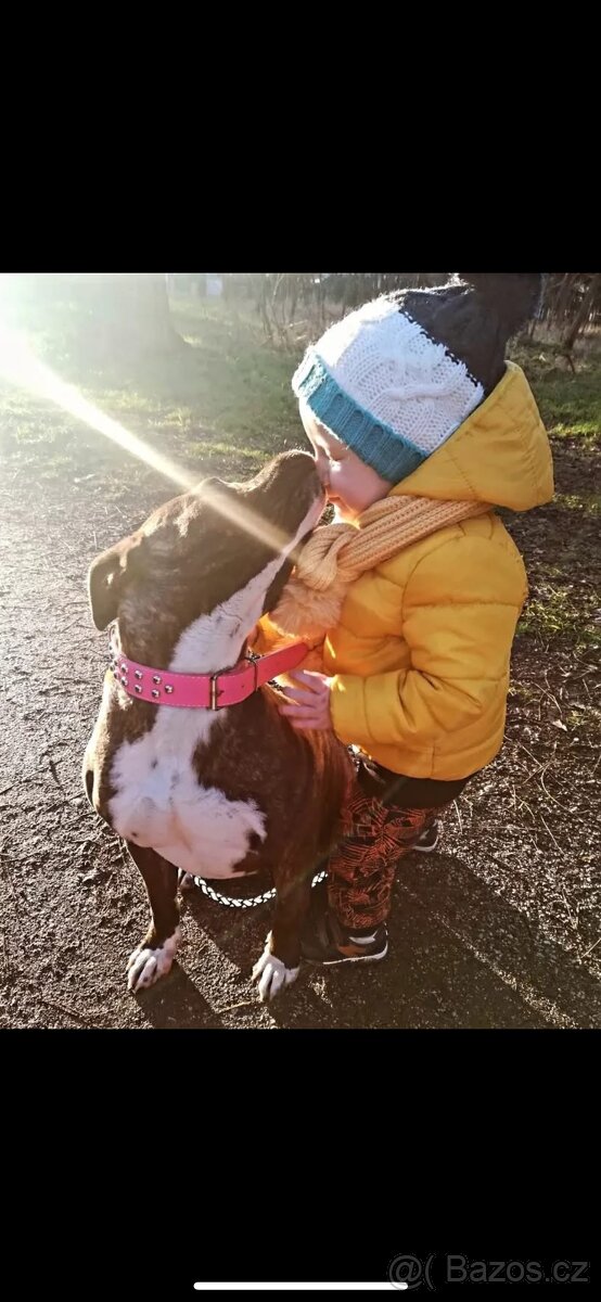 Americký stafordsirsky terier, Stafford, amstaf - 19